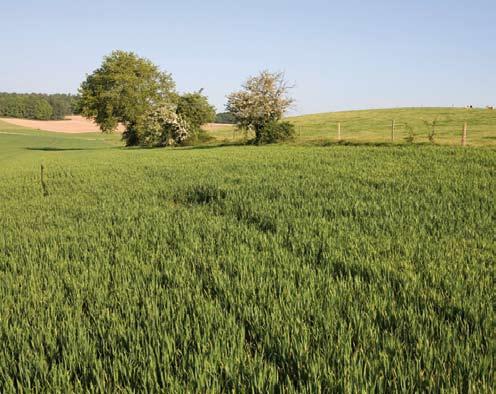 de initiatiefnemers Voorbeeldgebied landschapsontwikkeling Ooijpolder-Groesbeek is een initiatief van de gemeenten Groesbeek, Millingen aan de Rijn, Nijmegen en Ubbergen, de Provincie Gelderland, de