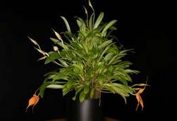 Masdevallia