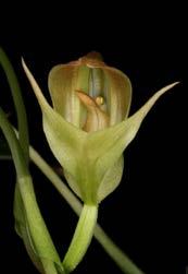 Pterostylis