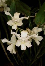 Dendrobium