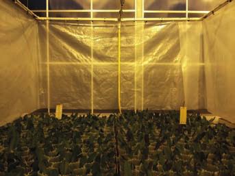Het onderzoek is begin september (eind week 36-2014) gestart met net opgepotte planten.