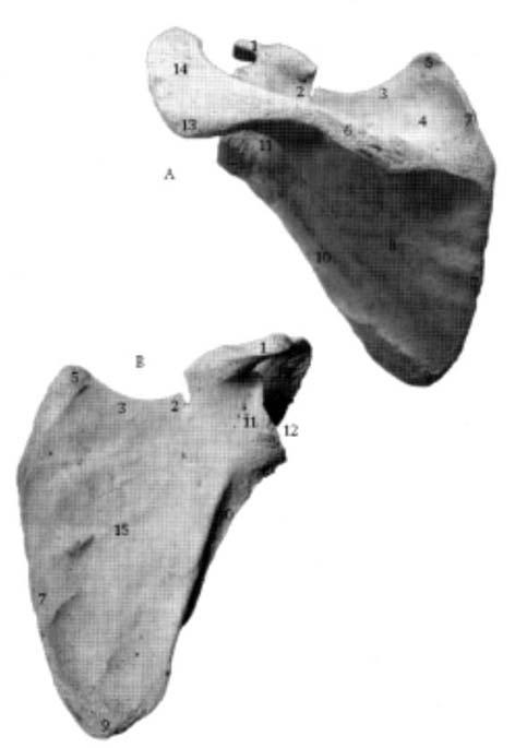 de scapula De scapula (fig. 3) ligt dorsolateraal op de thorax en overlapt een afstand van de tweede tot en met de zevende of achtste rib.