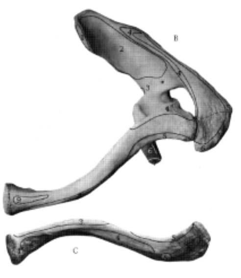 de clavicula De clavicula (fig. 4) vormt de benige verbinding tussen de scapula en de thorax.