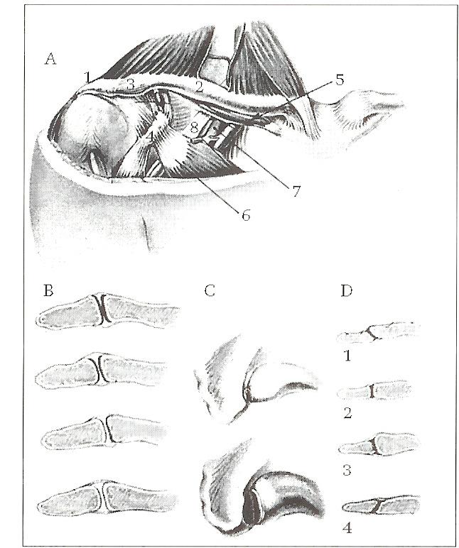2.5 Het acromioclaviculaire gewricht Het acromioclaviculaire gewricht (fig. 14) vormt de overgang tussen de scapula en de clavicula.