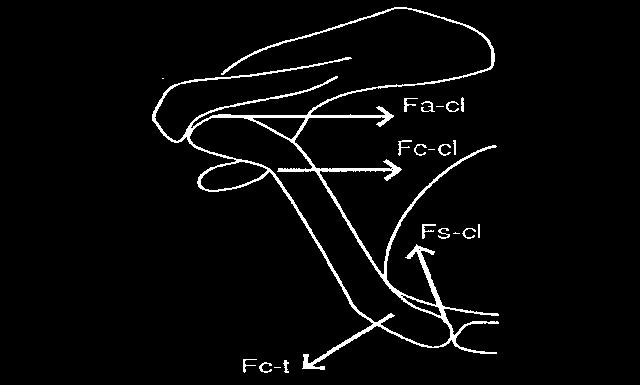 De scapula kan echter nog kantelen ten opzichte van de clavicula in het acromioclaviculair gewricht.