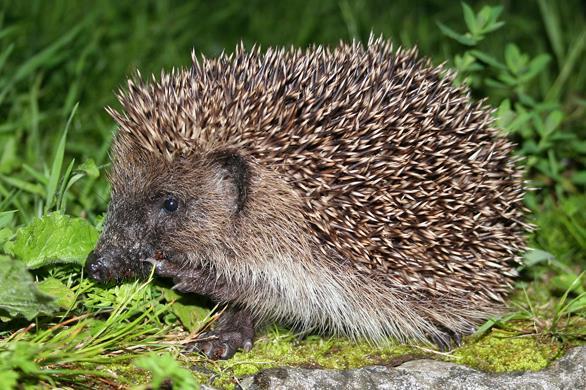 Bijlage 3: Informatie over moeilijke woorden: Wat is een bever? De bever is een groot knaagdier. Hij heeft een brede, geschubde, horizontaal afgeplatte staart. De poten zijn vrij kort.