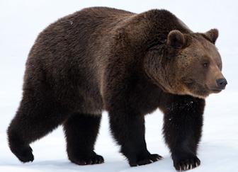 Wat is een beer? Bruine beren zijn grote, stevig gebouwde dieren en worden ongeveer 25 jaar oud. De vacht is meestal bruin van kleur, maar kan ook donkerblond of zelfs zwart zijn.