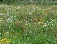 Is matig bloemrijk, er zijn enkele tredplanten aanwezig. De grasmat is grotendeels bedekt of er is enige vergrassing aanwezig. Er kunnen enige beschadigingen aanwezig zijn.