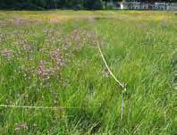 Er kunnen beschadigingen aanwezig zijn. Het gras bestaat uit meerjarige, overblijvende soorten. Is niet bloemrijk, er zijn tredplanten aanwezig.