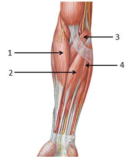 pagina 17 van 30 36 of 54 [Bron: Netter, Atlas of Human Anatomy, 2nd ed.1997] Met welk nummer worden de spieren aangeduid? m. brachioradialis: (i) 1- (ii) 2- (iii) 3- (iv) 4- m.