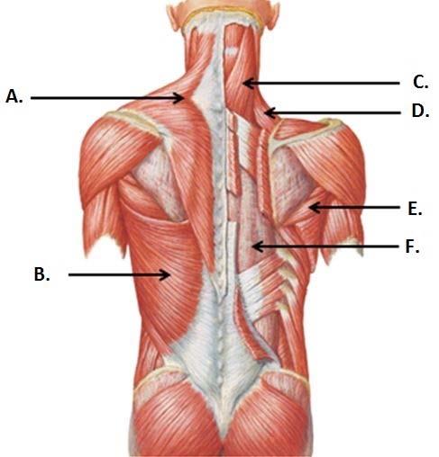 pagina 26 van 30 [Bron: Netter, Atlas of Human Anatomy, 2nd ed.1997] Met welke letter worden de spieren aangeduid? m. erector spinae: (i) A. (ii) B. (iii) C. (iv) D. (v) E. (vi) F. m. levator scapulae: (i) A.