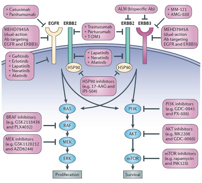 Molecular pathways altered in many cancer subtypes * * carbozantinib