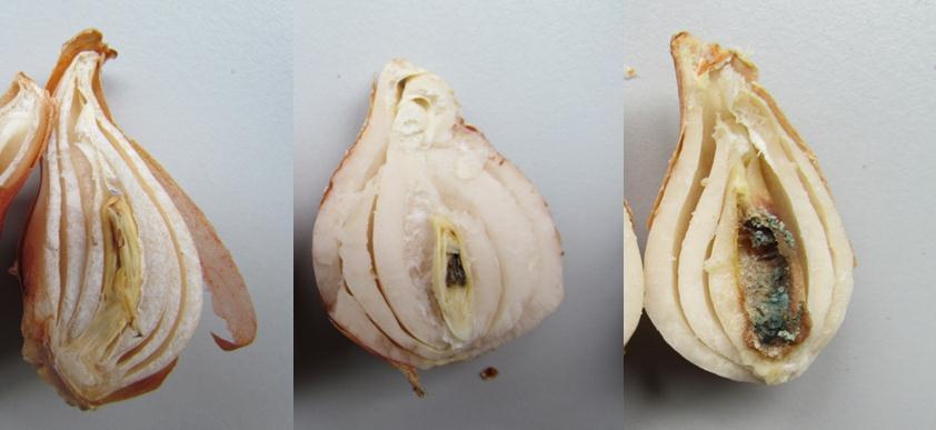 1 Introductie 1.1 De ontwikkeling van kernrot en de rol van mijten Kernrot Kernrot is het (gedeeltelijk) wegrotten van de spruit binnenin de tulpenbol (Figuur 1).