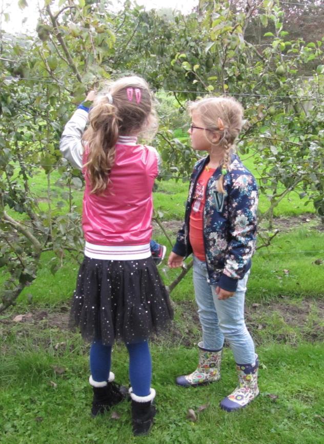 MIDDENBOUW In de boomgaard Voor de kinderen is het een hele ervaring om nu eens zelf een appel of een peer te plukken.