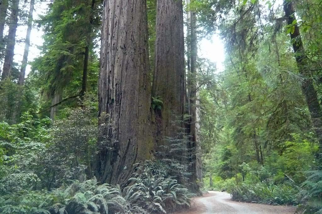 Van Newport naar het Jedediah Smith State Park met de grote Redwoods. Het zijn prachtige bomen en het neemt 2000 jaar voor dat ze zo groot zijn.