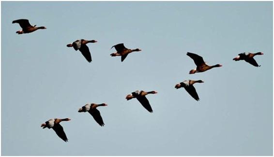 Trekvogels: Veel vogels blijven niet het hele jaar op dezelfde plaats. In de winter zijn ze in een warmer land dan in de zomer.