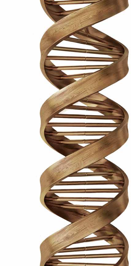 DE STERKSTE HOUTTECHNIEKEN ZITTEN IN ONZE DNA SCM.