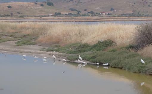 Zwarte Ooievaars in het afwateringskanaal. Verder zag ik dat er een klein ezeltje was geboren.