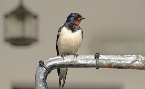 Ik ben er heel langzaam naar toe gelopen en de vogel bleef rustig zitten.