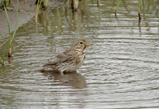 Dit lukte niet echt omdat er steeds andere vogelaars op hun gemakje aan kwamen wandelen om