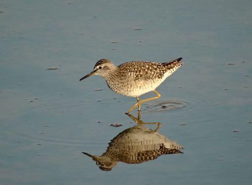 Gezien: Aalscholver Blauwe Reiger Bosruiter Bruinkeelortolaan Casarca Cirlgors Dodaars Dwergooruil Dwergstern Flamingo Fluiter