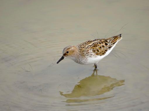 Withalsvliegenvanger Witvleugelstern Woudaap Kleine Strandloper Vrijdag 6 mei: Toen ik vanochtend wakker werd, bleek ik een jaar