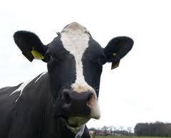 000 koeien haalt de grens Hoger: LW (+5) Kgm (+1000 kg) Uier (82,5)