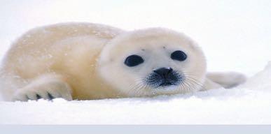 HOOFDSTUK 1 DE ZEEHOND Rob is een andere naam voor zeehond. Zeehonden zijn zoogdieren. Dit betekent dat ze warmbloedig zijn en dat ze aan de oppervlakte moeten komen om te ademen.