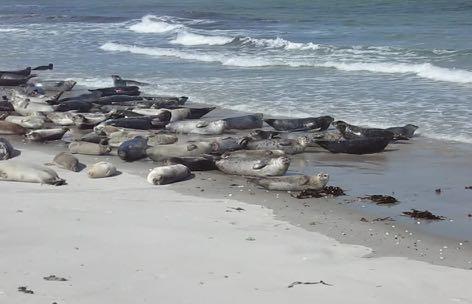 HOOFDSTUK 3 SOORTEN ZEEHONDEN Gewone zeehonden worden in ons land hoofdzakelijk op en langs zandbanken in de Waddenzee gezien. Ze komen ook voor in Zeeland, in de Oosterschelde.