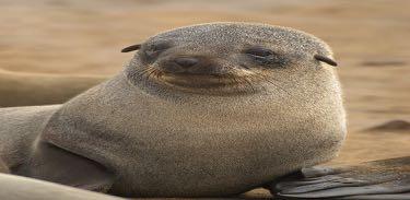 De Zuid-Afrikaanse zeebeer is een oorrob/oorzeehond. Hij kan twee meter groot worden en weegt 358 kilo. Zeeberen hebben een dichte ondervacht.