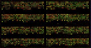 Rosetta steen (British Museum) Maakte vertaling mogelijk tussen Hiëroglyfen, Spijkerschrift en Oud-Grieks Microarrays Microarrays (DNA arrays) zijn