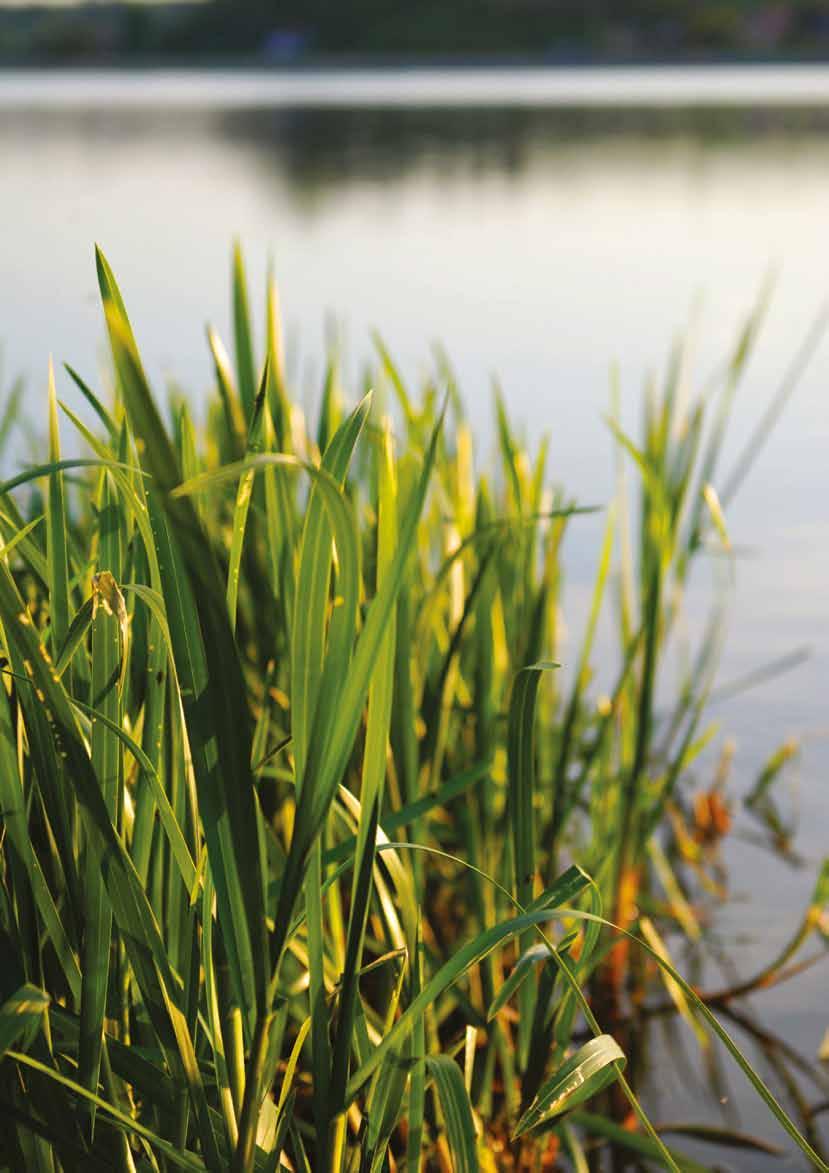 Bonheiden Rijmenam Pikhaken Rijmenam Dijle Legende GOG Boortmeerbeek GOG - wetland wetland Het Sigmaplan Bovendijle omvat vier projectgebieden op het