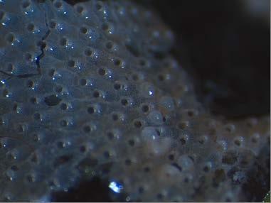 Figuur 3.4 Een vergrootte weergave van een kolonie Pacificincola perforata (Foekema et al. 2014b). Figuur 3.5 De paarse kokerworm Bispira polyomma in de Oosterschelde (Foekema et al. 2014b). De spons Hymeniacidon perlevis Deze spons (Figuur 3.