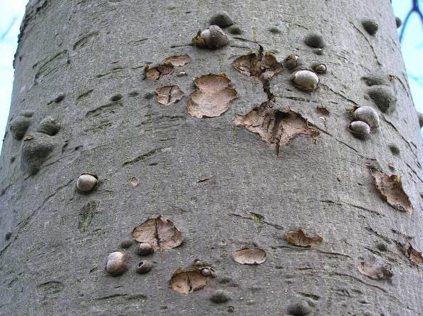 Let op de aangetaste plaatsen met korstmosbegroeiing (pijl) Fig. 16.