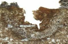 Fraxinus excelsior Detail van streep op bast ter hoogte van 1 in Fig. 74.