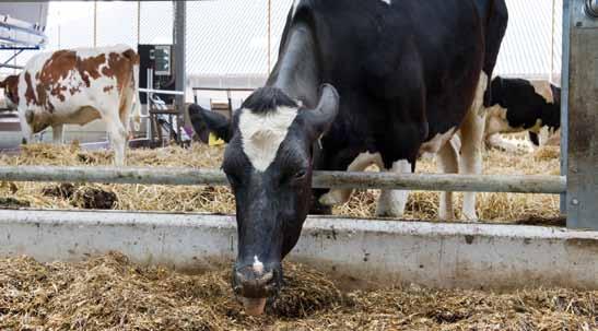 Uit het onderzoek blijkt dat mensen in de omgeving van veehouderijen vaker longontsteking en een vermin derde longfunctie hebben.