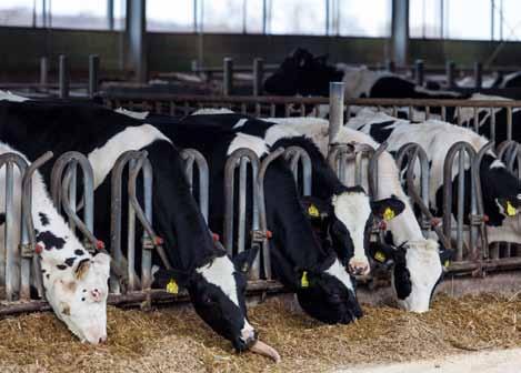 De fosfaatrechten gaan weliswaar niet eerder dan in 2017 in, maar melkveebedrijven zijn dit jaar al wel gebonden aan AMvB grondgebonden groei.