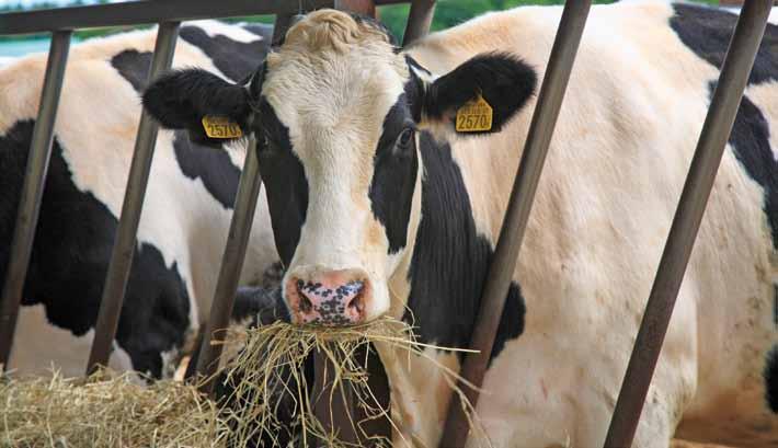 Daarmee zijn de details over de wijze waarop staatssecretaris Martijn van Dam van Economische Zaken de melkveehouderij wil begrenzen bekend.