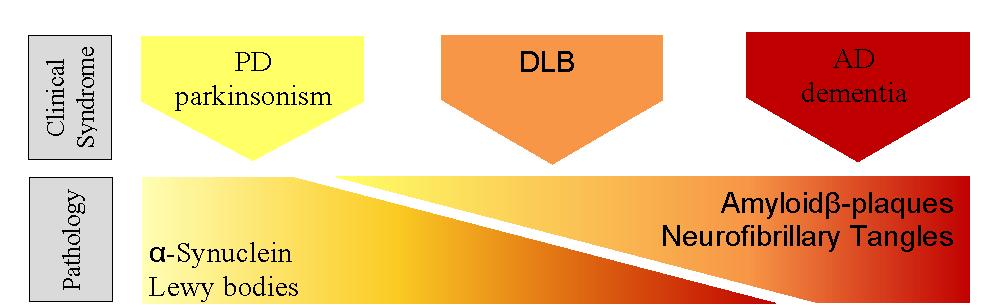 neurofibrillary tangles) in de hersenen Rol