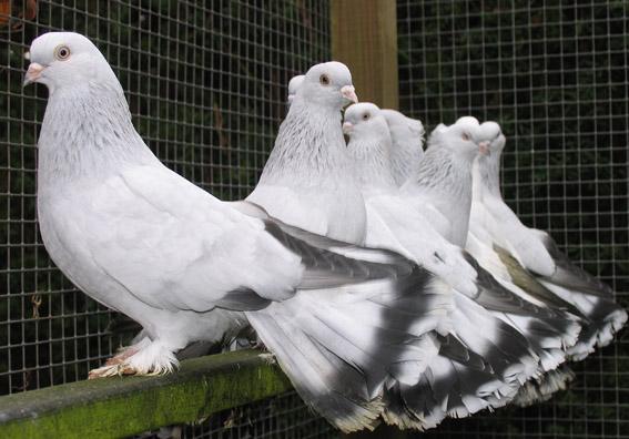 Twee afdelingen gebruik ik voor de fok met elk 12 broedkooien die ik later als doffer- resp. duivinnenhok gebruik; één afdeling is het jongdierenhok.