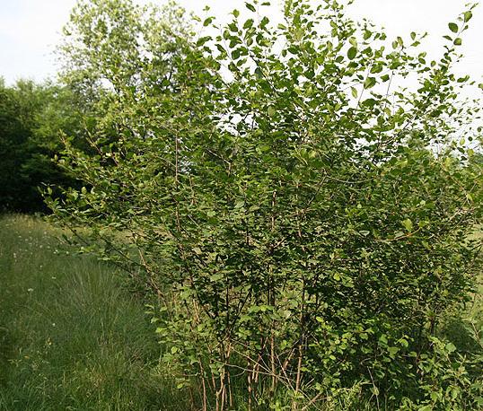 Voor de struwelen, vrijstaande bomen, struiken en hagen worden de volgende soorten