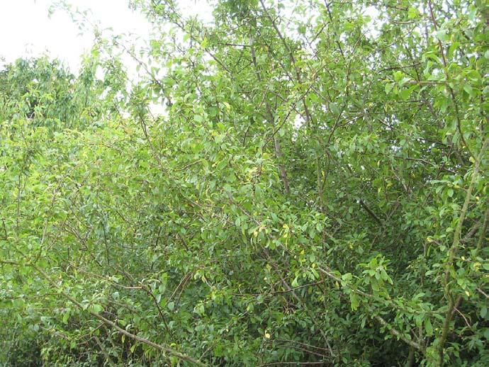 excelsior Frangula alnus Prunus spinosa Ulex europaeus