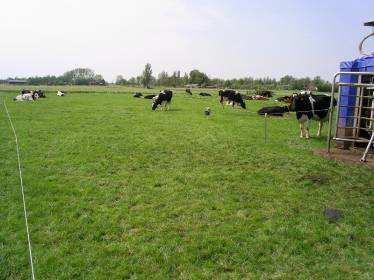 Grazing system 2009 Results 2008, 2009 2008 Continuous grazing Free cowtraffic 35 cows 3-4 weeks grazing on the same block (ca 3-5 ha) Grass length avg 11 cm Max distance 400 m 2009 Stripgrazing