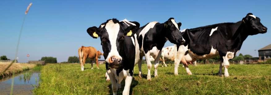 Verweving van veenweidelandbouw en veenweidenatuur Het landschap van Midden-Delfland bestaat grotendeels uit grasland met een agrarische functie (melkveehouderij).