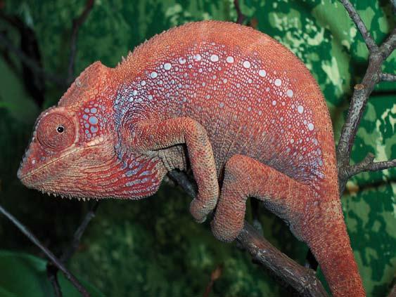 Furcifer verrucosus semicristatus vrouw.