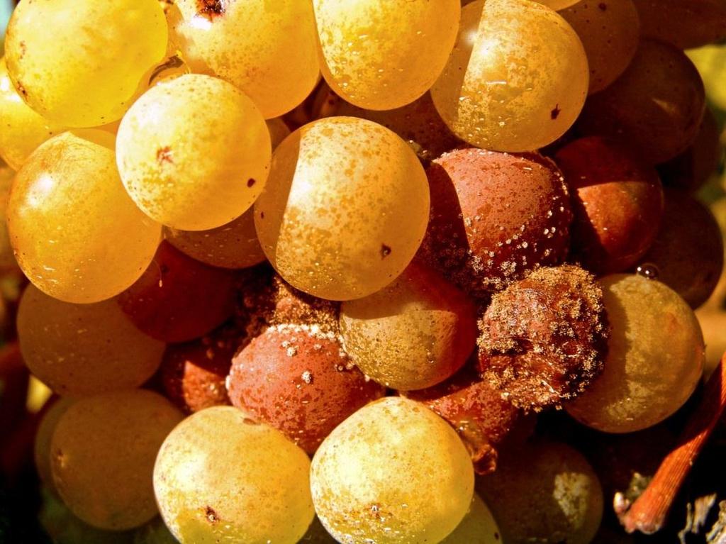 Essentieel voor Sauternes en Barsac is pourriture noble, edelrot, die ontstaat doordat de druiven bij volle of over-rijpheid worden aangetast door de schimmel Botrytis cinerea.