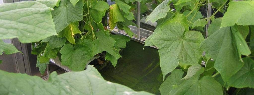 De roofmijten werden vanaf de kweek overgeplaatst op paprikabladponsjes (ø 2 cm) met een beetje lisdodde-stuifmeel.