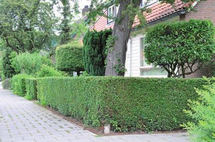 Ook deze maken deel uit van de oorspronkelijke groenstructuur van de wijk. De boomstructuur in de Generaal Bothastraat bestaat uit drie rijen met valse christusdoorns (Gleditsia triacanthos).