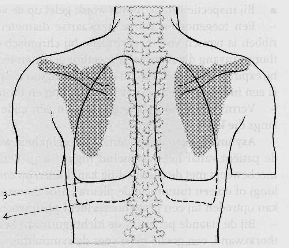 Projectie van longen op thorax: 3.
