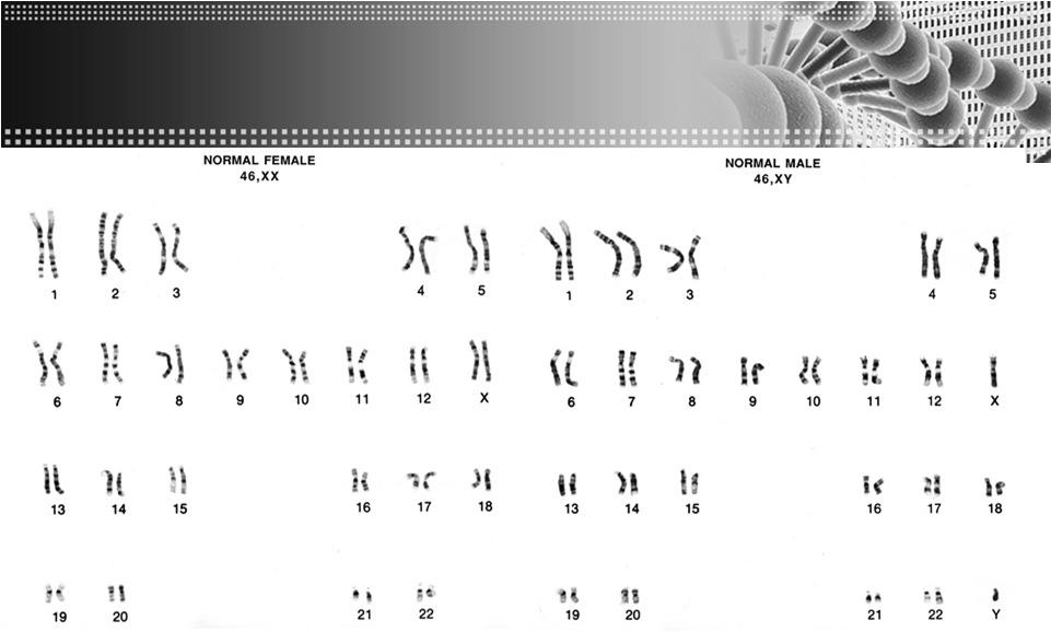 Chromosomen (1903): dragers van